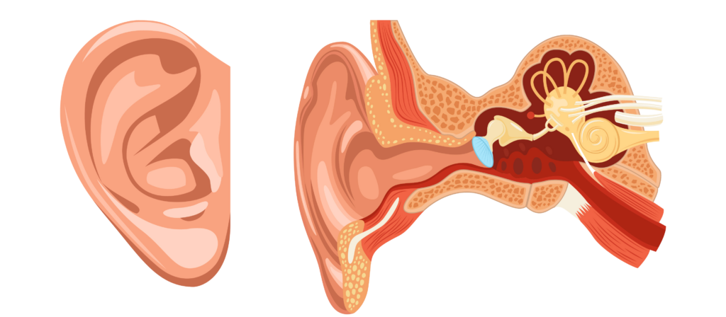 Az emberi hallás - A fül anatómiája